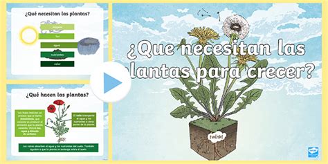 Presentación ¿qué Necesitan Las Plantas Para Crecer