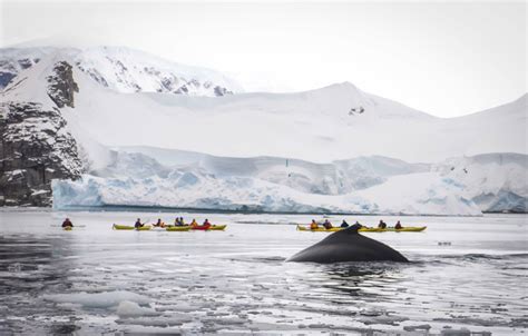 Kayaking in Antarctica: Everything You Need to Know - Adventurous Kate