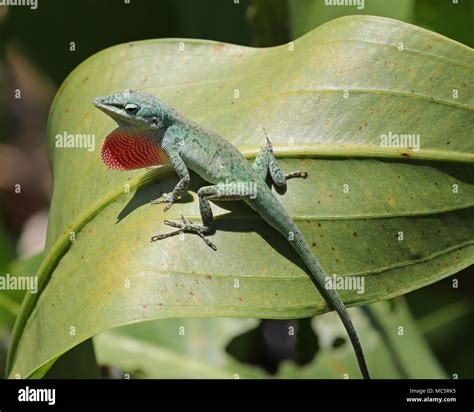 Green Anole Lizard Habitat