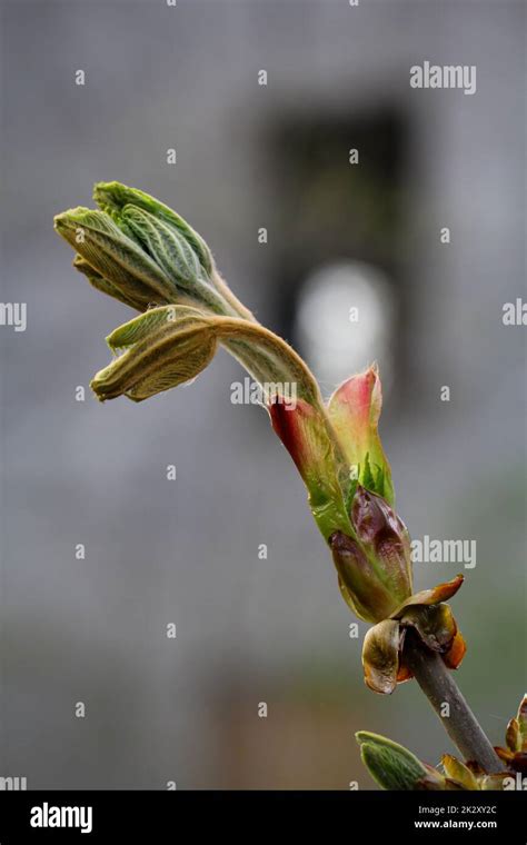 A close-up of the leaves of a maple, sycamore tree that have not yet ...