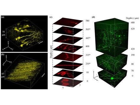 New Nm Laser Enables Deeper Imaging With Photon Microscopy