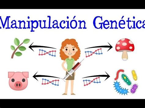 💡 Ventajas Y Desventajas De La Manipulación Genética En Seres Humanos