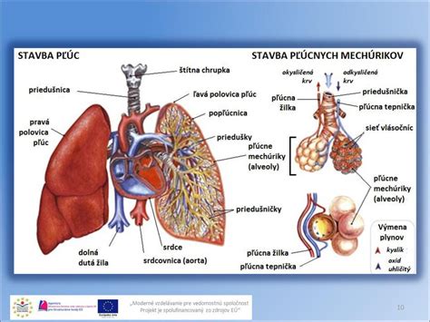 Dýchacia sústava Kód ITMS projektu ppt stáhnout