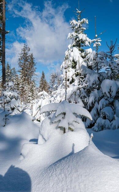 Premium Photo | Alpine mountain snowy winter fir forest with snowdrifts