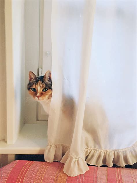 Cat Hair On Curtains at Douglas Byrd blog