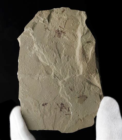 珍しい！およそ5000万年前の羽虫（ハエと推察）を内包したグリーン・リバー層の化石 化石 販売