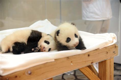 パンダの赤ちゃんにキュン！ 「こんにちは！ 動物の赤ちゃん2015」 Nhkエンタープライズ