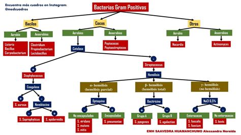 Clasificacion De Las Bacteriaspdf Bacterias Gram Negativo Images