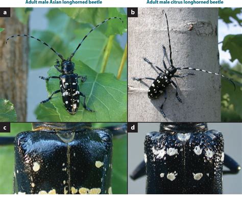 Figure 1 From Managing Invasive Populations Of Asian Longhorned Beetle And Citrus Longhorned