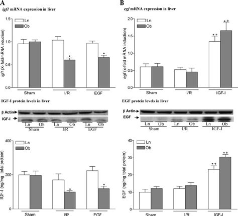 A Effect Of Egf Administration On Igf Mrna Expression And Igf I