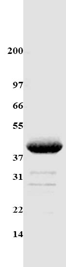 Ultra Precise HRV C3 Protease Prescission Protease Protocol