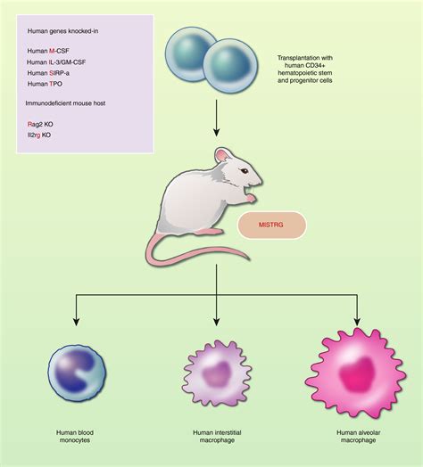 Origin And Ontogeny Of Lung Macrophages From Mice To Humans Evren