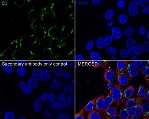 Complement C3 Antibody JF10 30 NBP2 66994 By Novus Part Of Bio Techne