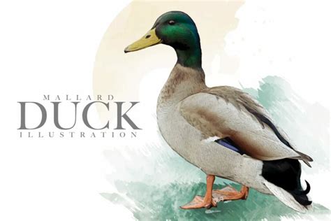 Mallard Duck Illustration Masterbundles