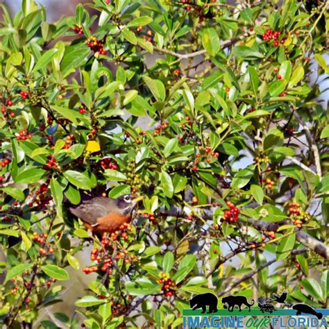 Lake Wales Ridge State Forest Imagine Our Florida Inc