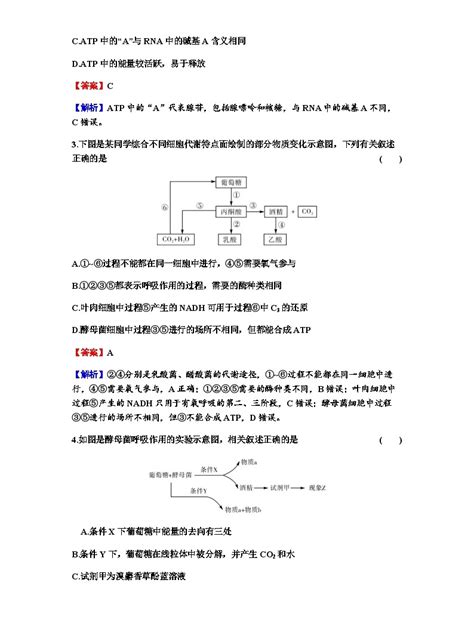 2024届高考生物一轮复习第三单元细胞的能量供应和作用第2讲细胞的能量“货币”atp细胞呼吸的原理和应用练习含答案 教习网试卷下载