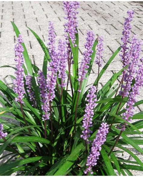 Buy Rare Unusual Exciting Plants Hayloft Lavish Liriope Collection