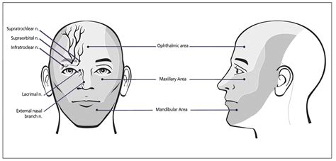 Complete Ophthalmoplegia With Pupillary Involvement As An Initial Clinical Presentation Of