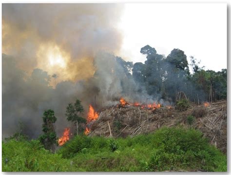 Kebakaran Hutan Di Kalimantan Newstempo