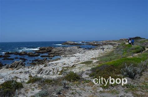 5 BEST Things About Asilomar State Beach