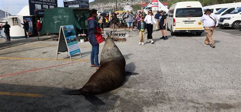 Vanuit Kaapstad Cape Point Boulders Beach Dagvullende Tour