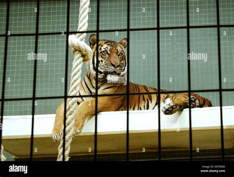 Tiger Inside Cage Hi Res Stock Photography And Images Alamy