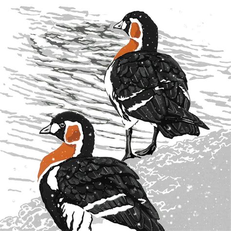 SR Red-breasted Geese Christmas Cards 125mm sq - Lizzie Prints