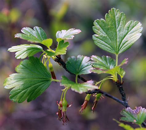 Hikers Guide To The Trees Shrubs And Vines Of Ricketts Glen State