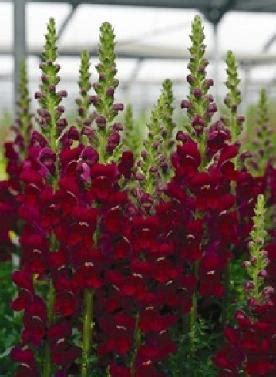 Antirrhinum Majus Potomac Red Improved Seeds Snapdragon