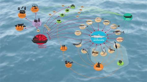 La Anchoveta Y Su Rol Ecosistémico Youtube
