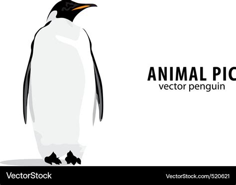 Pinguin Royalty Free Vector Image VectorStock