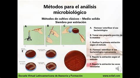 Métodos De Análisis Microbiológicos P1 Youtube