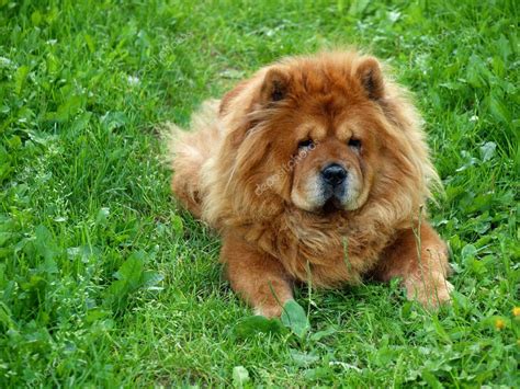 Brown chow chow dog Dina in the green grass — Stock Photo © Bokstaz #17608891