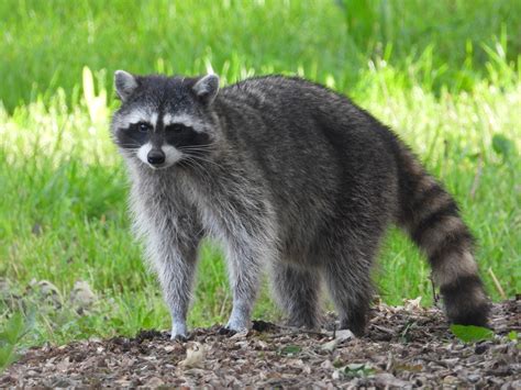 Common Raccoon Mammals Of Colorado · Inaturalist