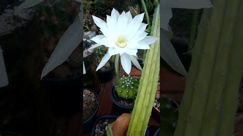 Echinopsis Subdenudata YouTube