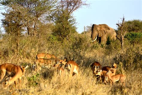 Tanzania Crater Savannah Safari 3 Days Arusha – Tarangire – Ngorongoro ...