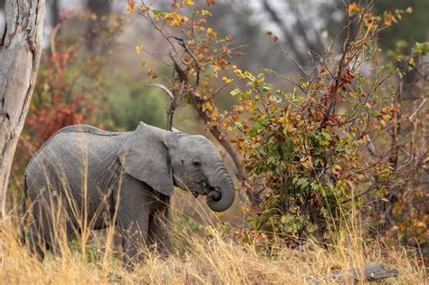 De Afrikaanse Olifant Het Grootste Afrikaanse Landdier Wildlifereizen