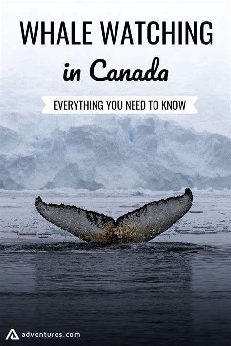 5 Best Whale Watching Spots In Canada Whale Whale Watching Whale