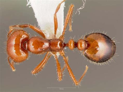 Southern Fire Ant Solenopsis Xyloni Insect