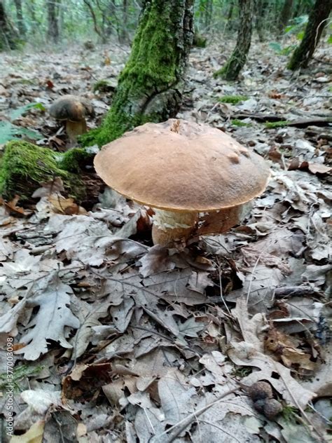 Edible forest mushrooms. A photograph of an edible forest mushroom in ...