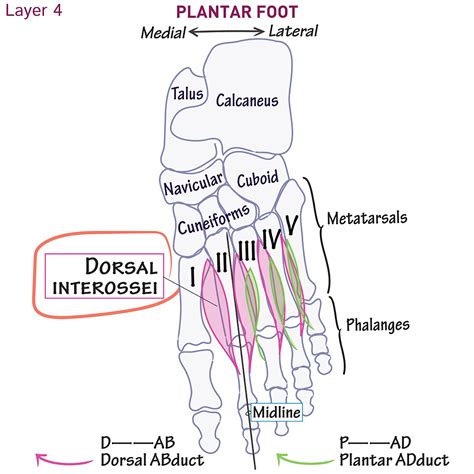 Gross Anatomy Glossary: Dorsal interossei (foot) | ditki medical ...