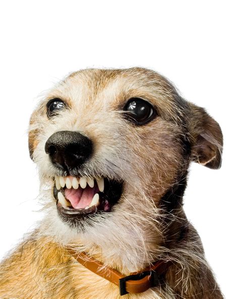 Reactive Dog Rehabilitation Program | Reactive dog, Dogs, Canine