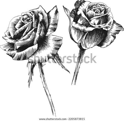 Rose Flower Outline Vector Hand Drawn Stock Vector (Royalty Free ...