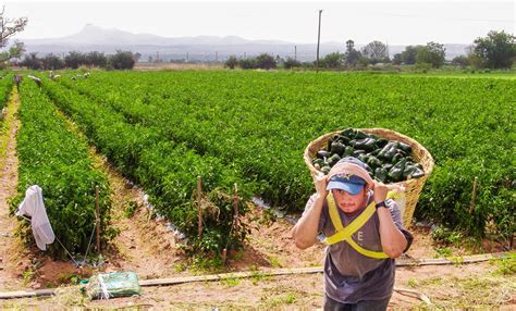 Autosuficiencia Energ Tica Prueba Que Se Puede En Lo Alimentario Amlo