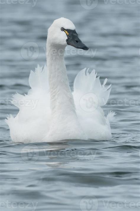 Tundra Swan 719949 Stock Photo at Vecteezy