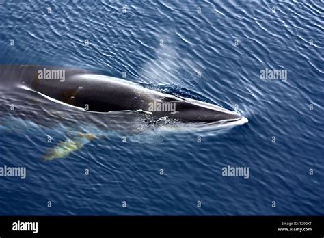 Southern Minke Whale Stock Photo Alamy