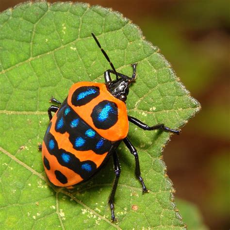 Shield Backed Jewel Bug Poecilocoris Druraei Scutelleridae Puer