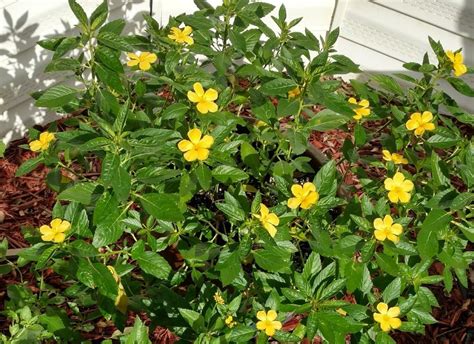 Photo Of The Entire Plant Of Yellow Alder Turnera Ulmifolia Posted By