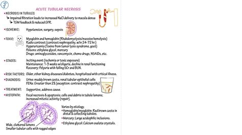 Clinical Pathology Acute Tubular Necrosis Ditki Medical Biological