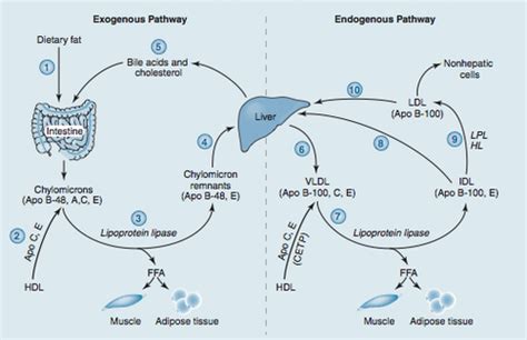 MCAT Biochemistry 11 Lipid And Amino Acid Metabolism Flashcards